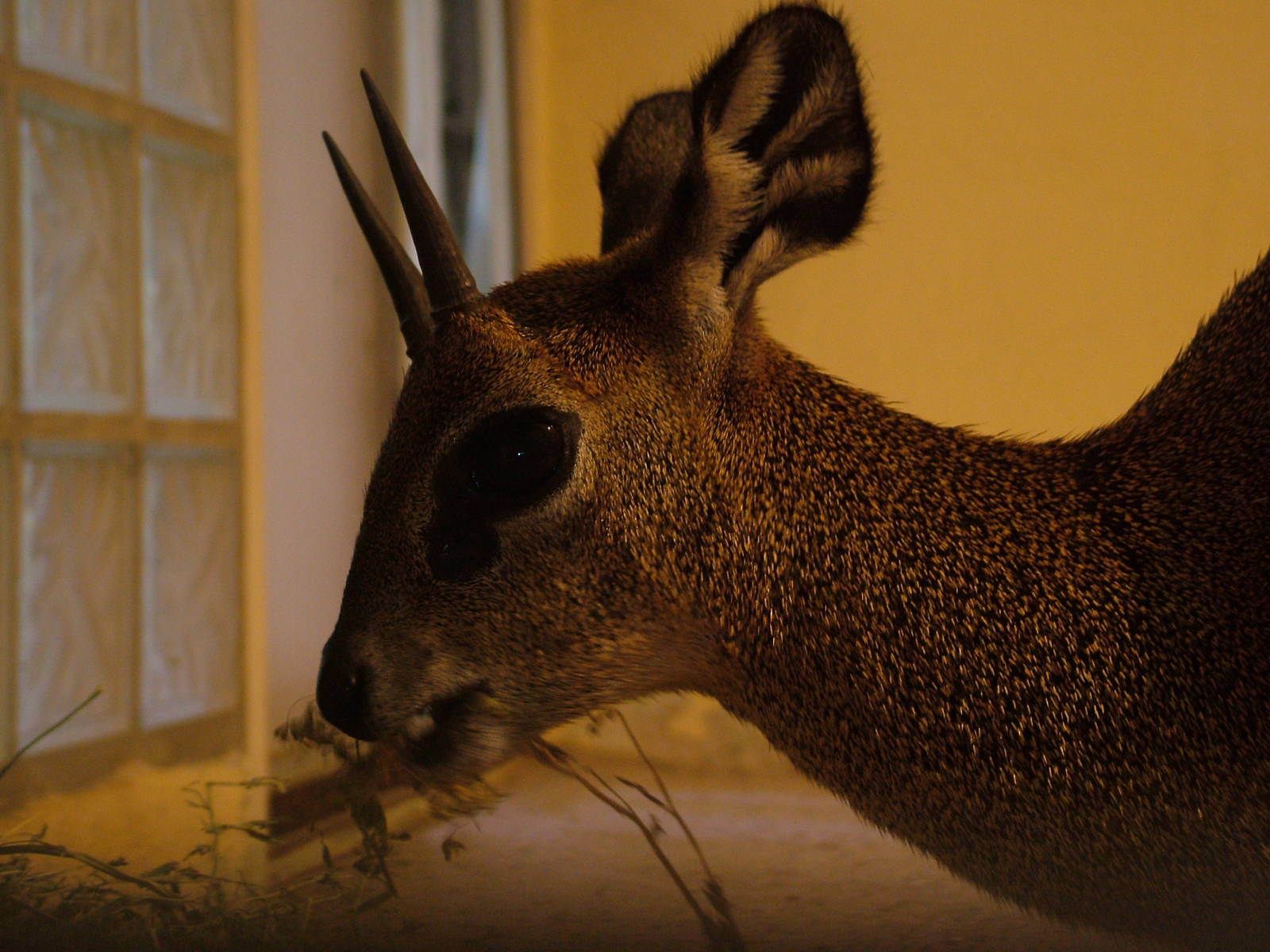 Ethiopian Klipspringer at Frankfurt 31/08/10