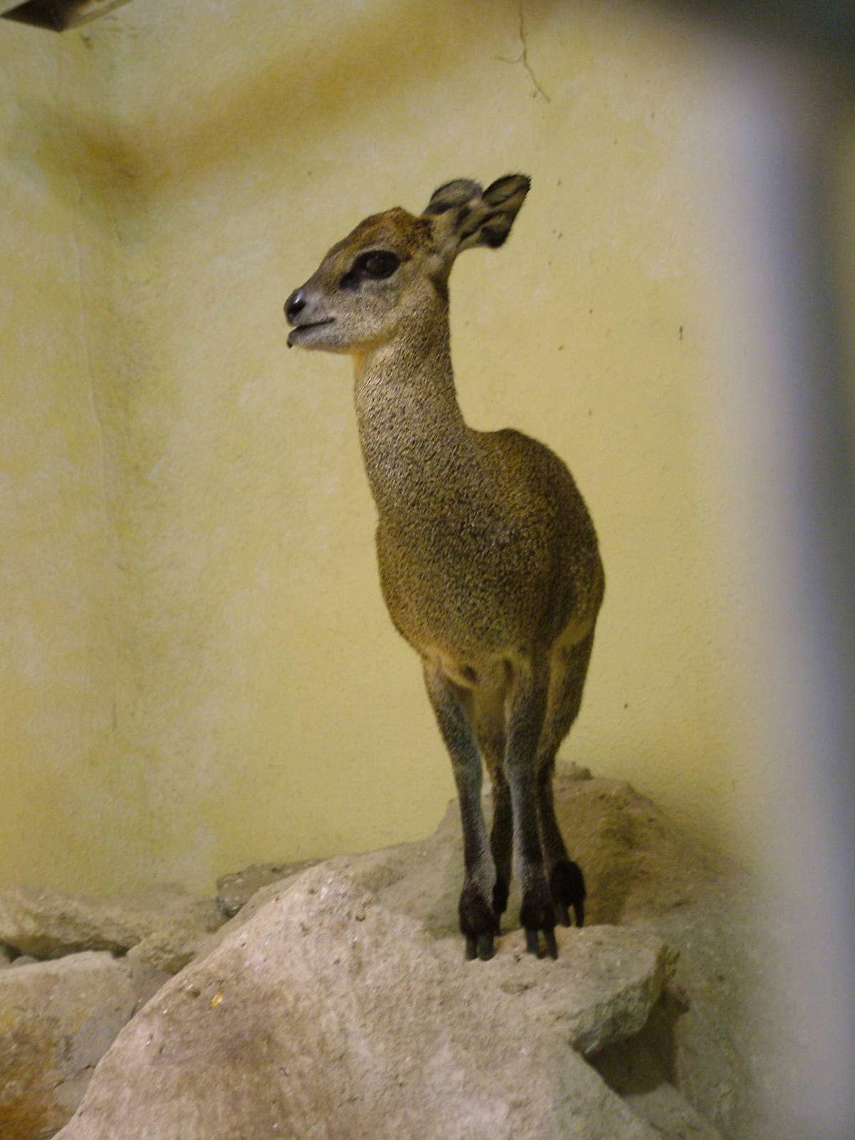 Ethiopian Klipspringer at Frankfurt 31/08/10
