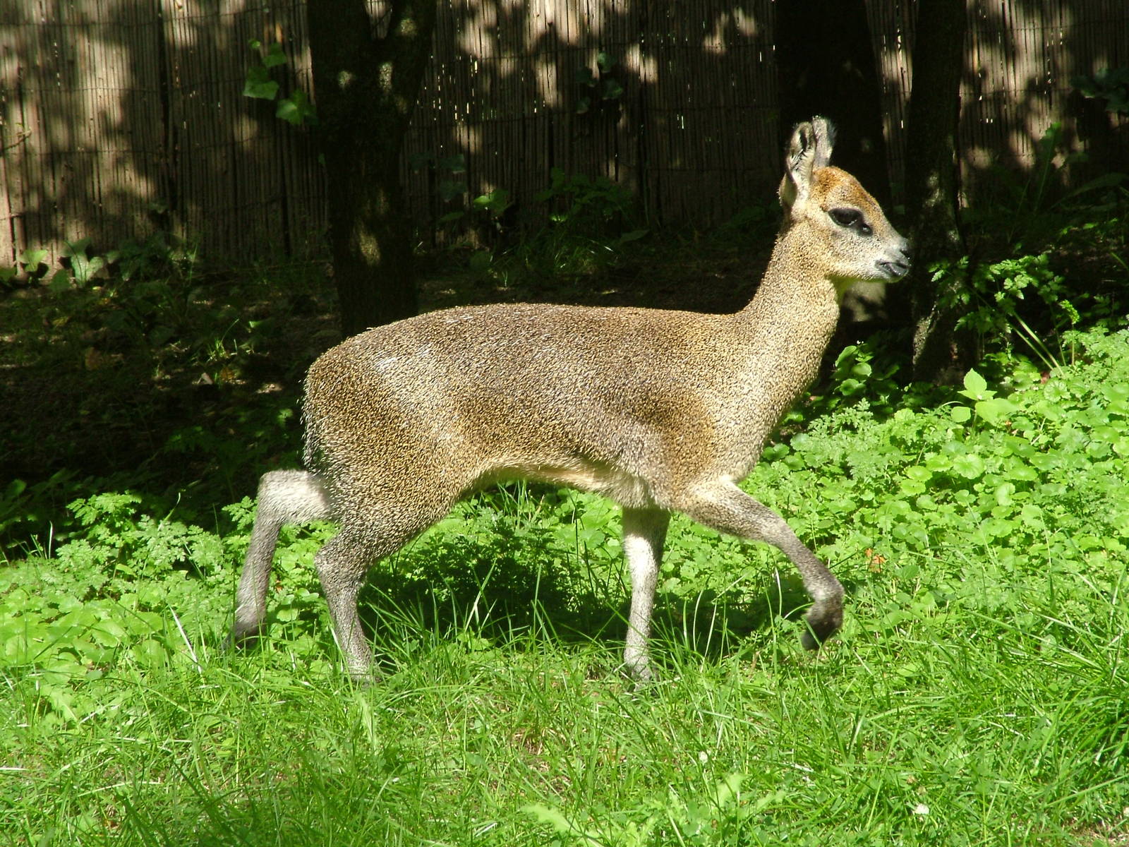 Ethiopian Klipspringer at Frankfurt 31/08/10