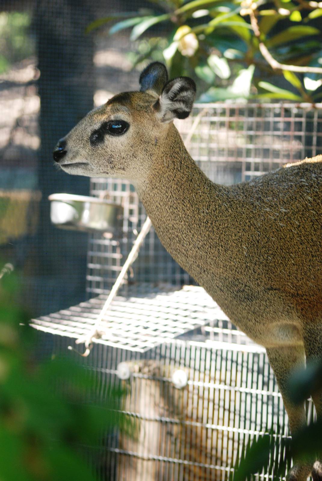 Ethiopian Klipspringer at Jacksonville, 10/10/13