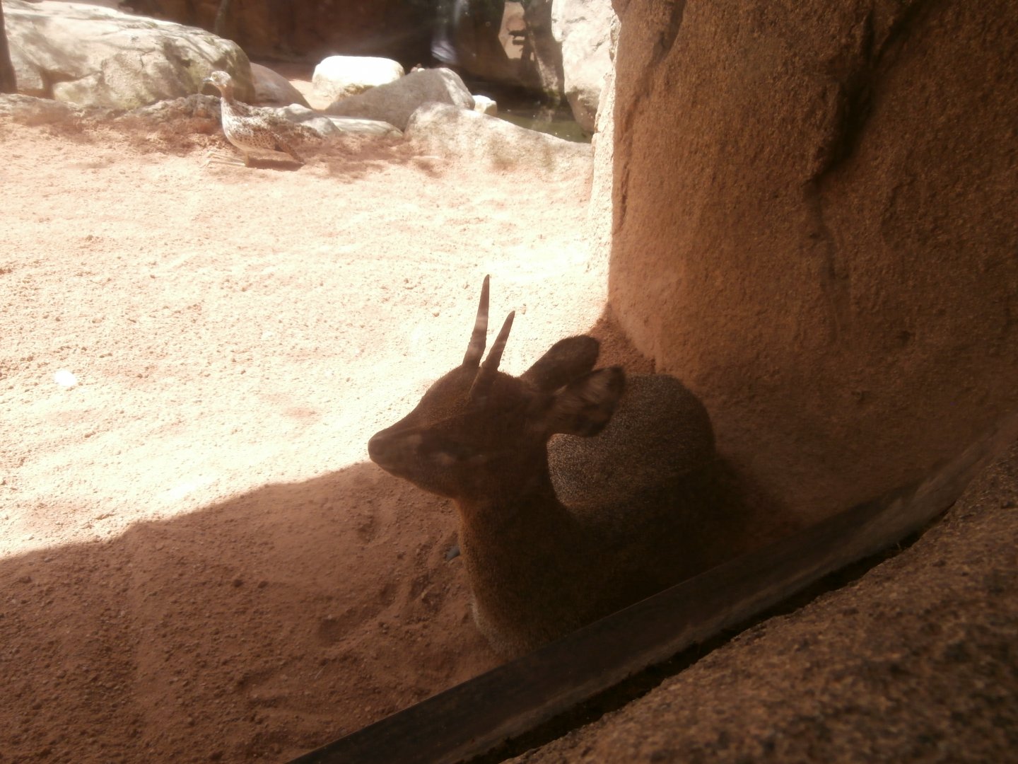 Ethiopian klipspringer -Bioparc Valencia (Summer 2017)
