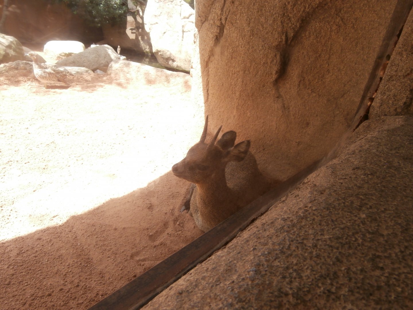 Ethiopian klipspringer -Bioparc Valencia (Summer 2017)