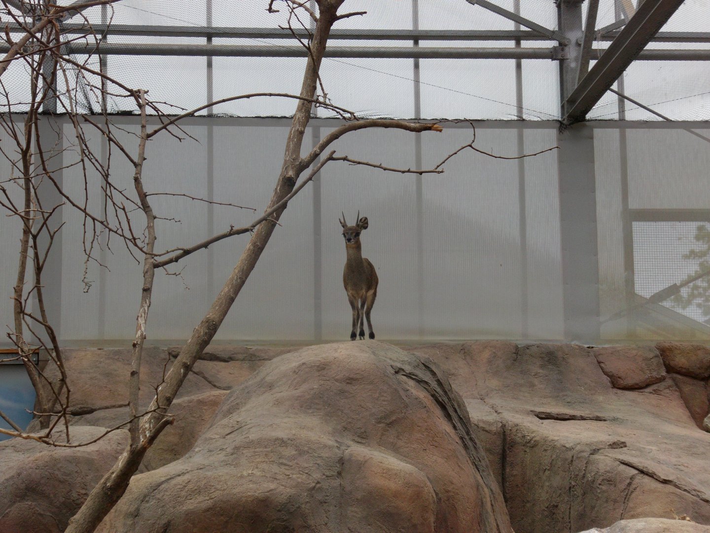 Ethiopian klipspringer - July 2011