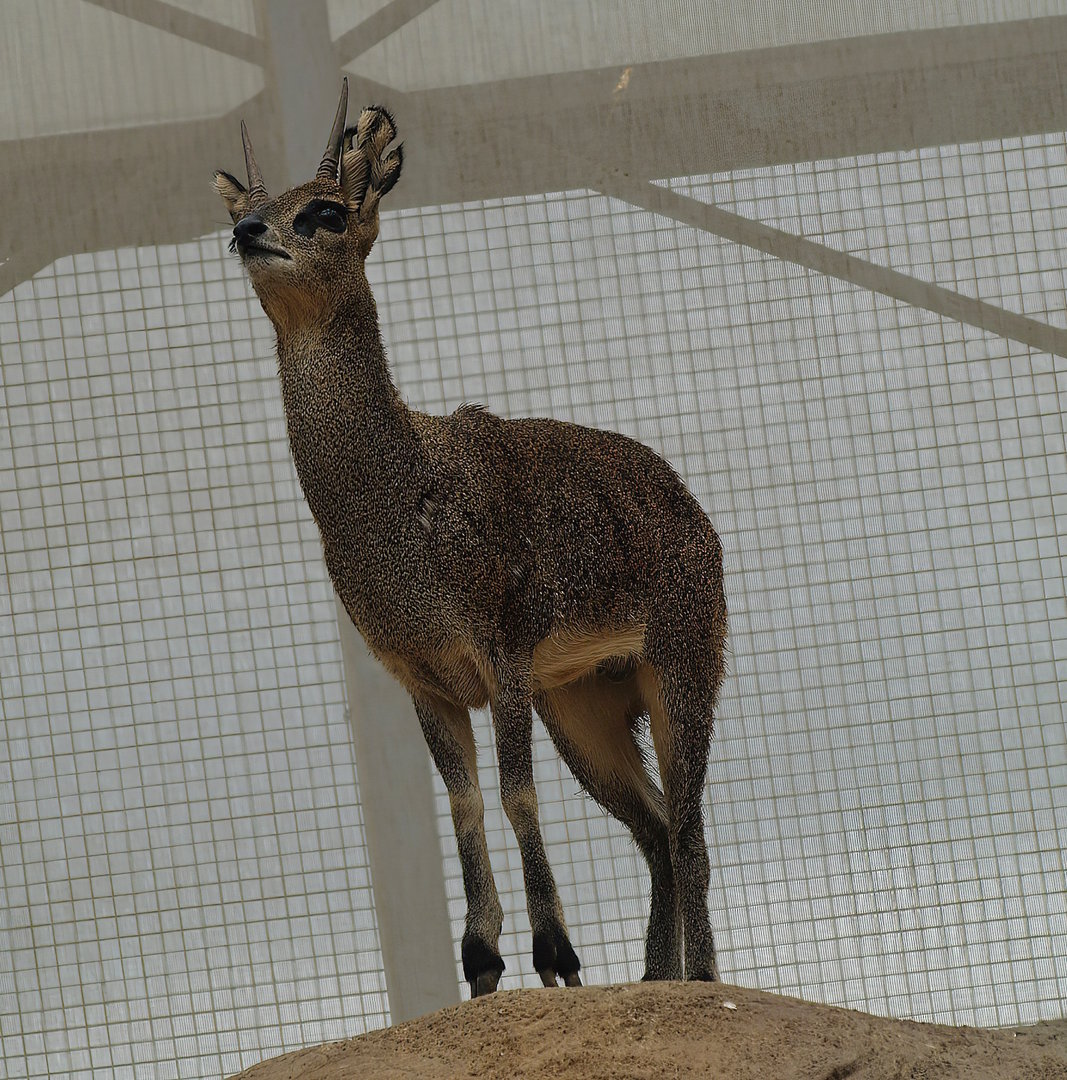 Ethiopian klipspringer (Oreotragus oreotragus saltatrixoides), 2012-09-02