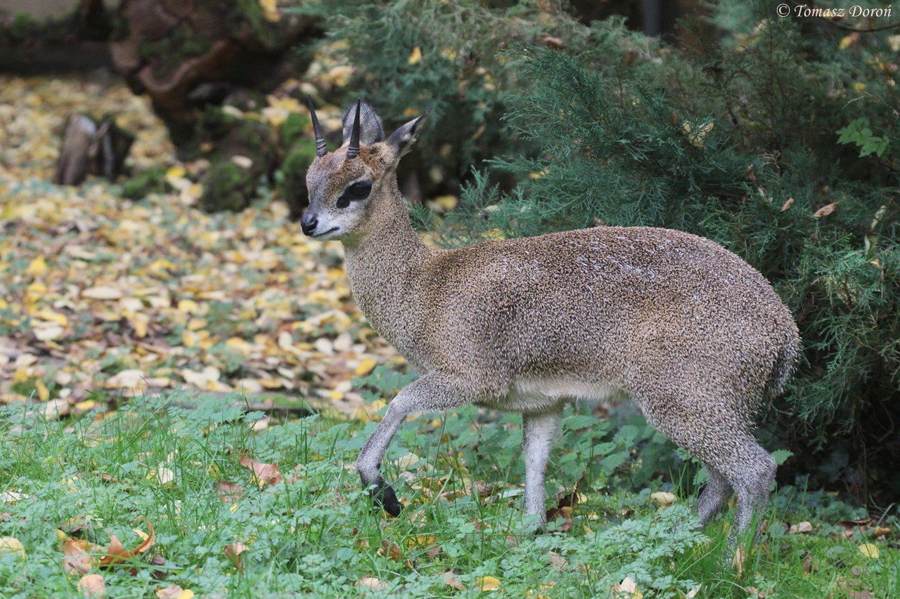 Ethiopian Klipspringer (Oreotragus oreotragus saltatrixoides) male