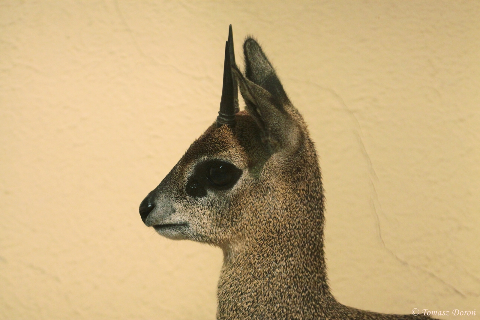 Ethiopian Klipspringer (Oreotragus oreotragus saltatrixoides) male
