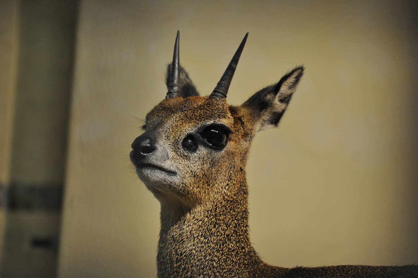 Ethiopian klipspringer (Oreotragus oreotragus saltatrixoides)
