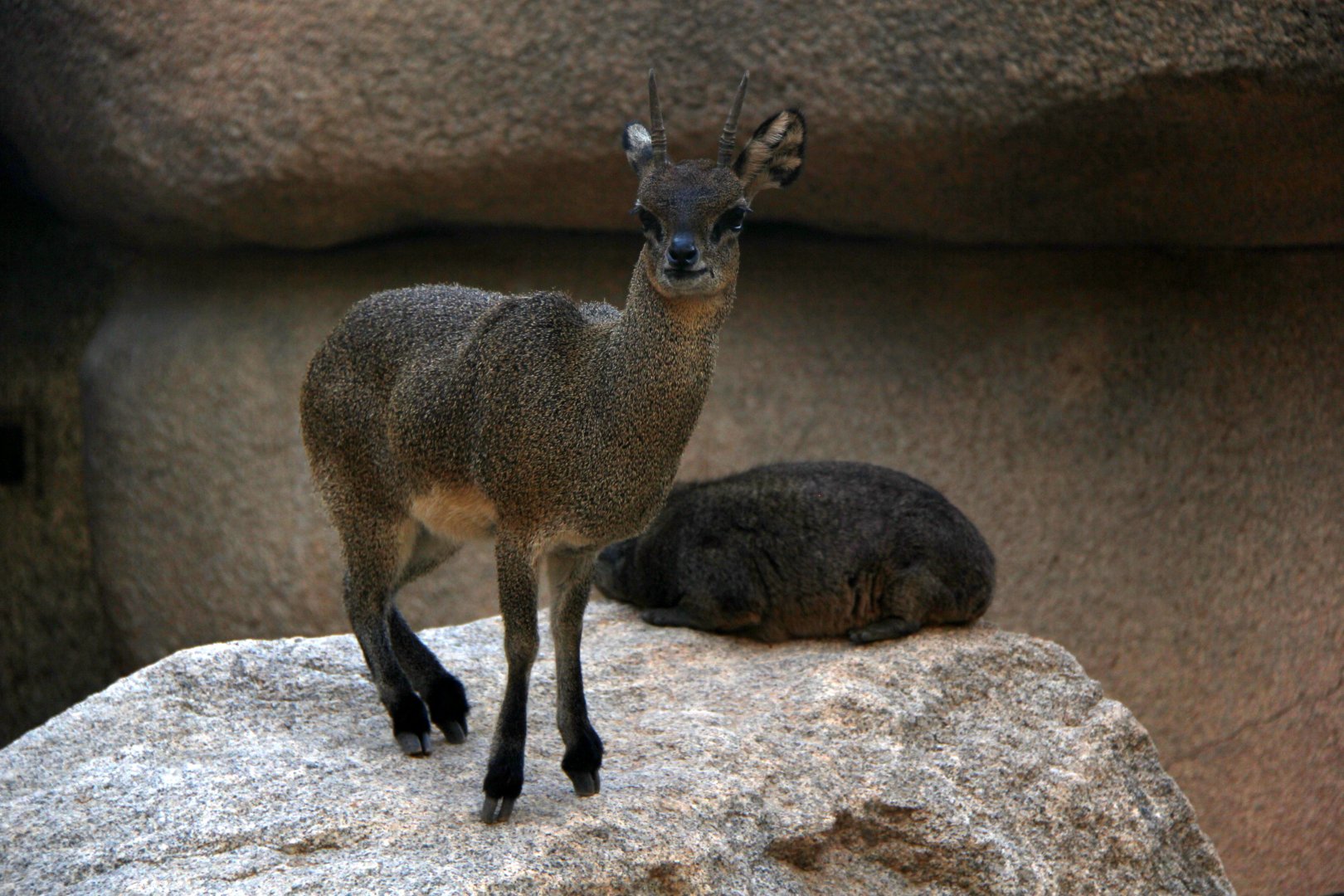 Ethiopian Klipspringer (Oreotragus saltatrixoides)