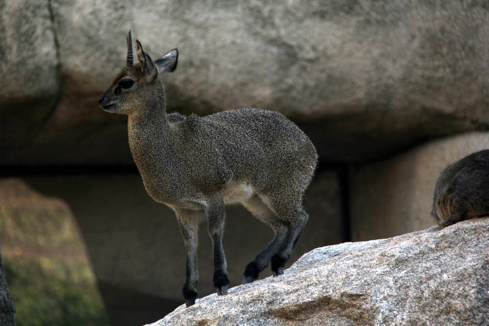 Ethiopian Klipspringer (Oreotragus saltatrixoides)