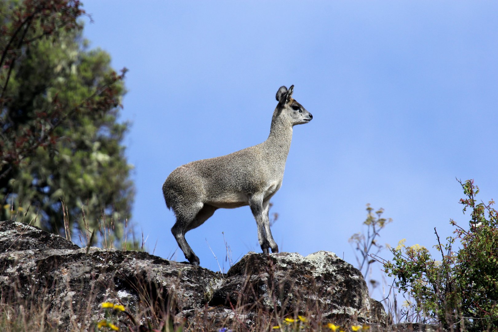 Ethiopian Klipspringer (Oreotragus saltatrixoides)
