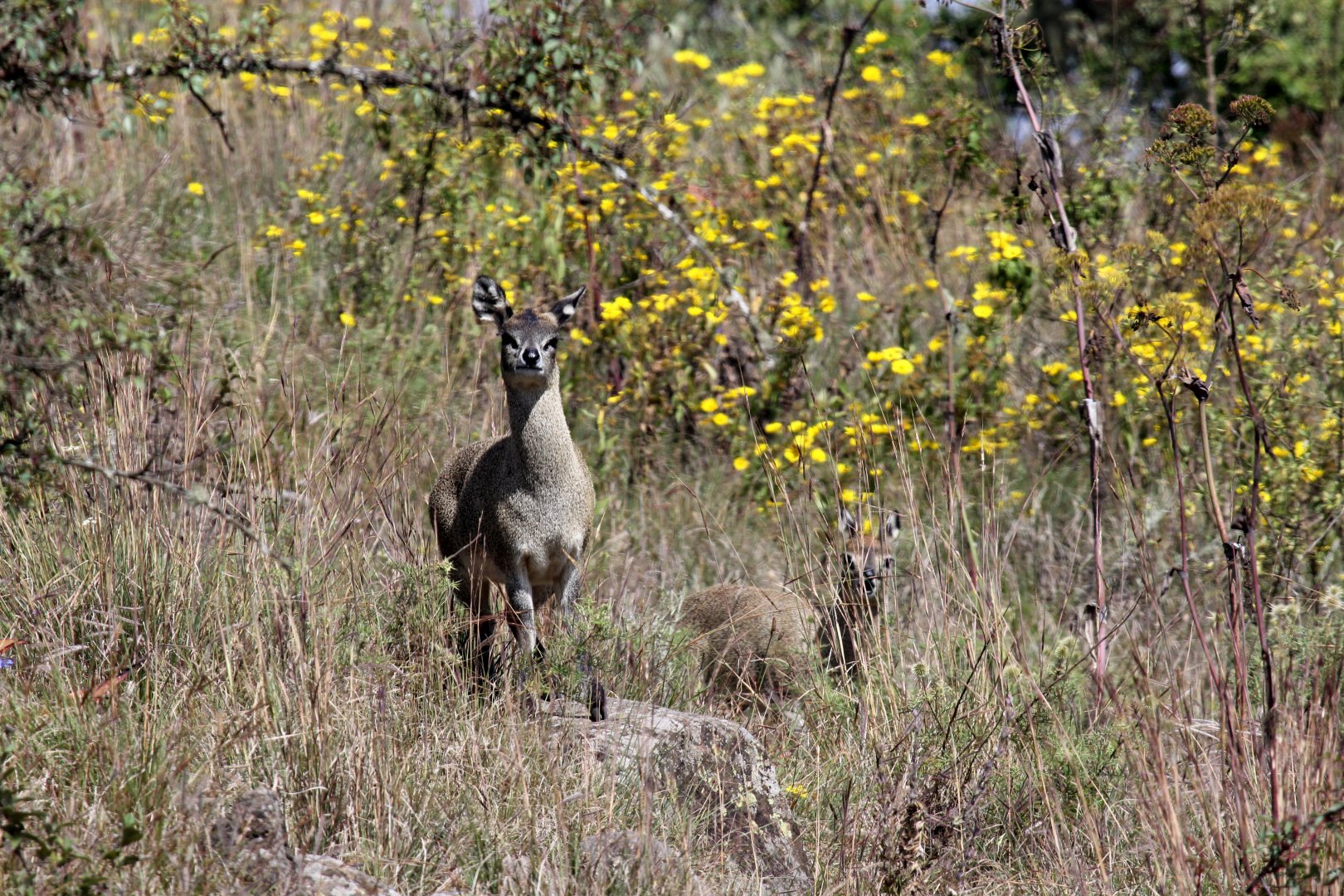 Ethiopian Klipspringer (Oreotragus saltatrixoides)