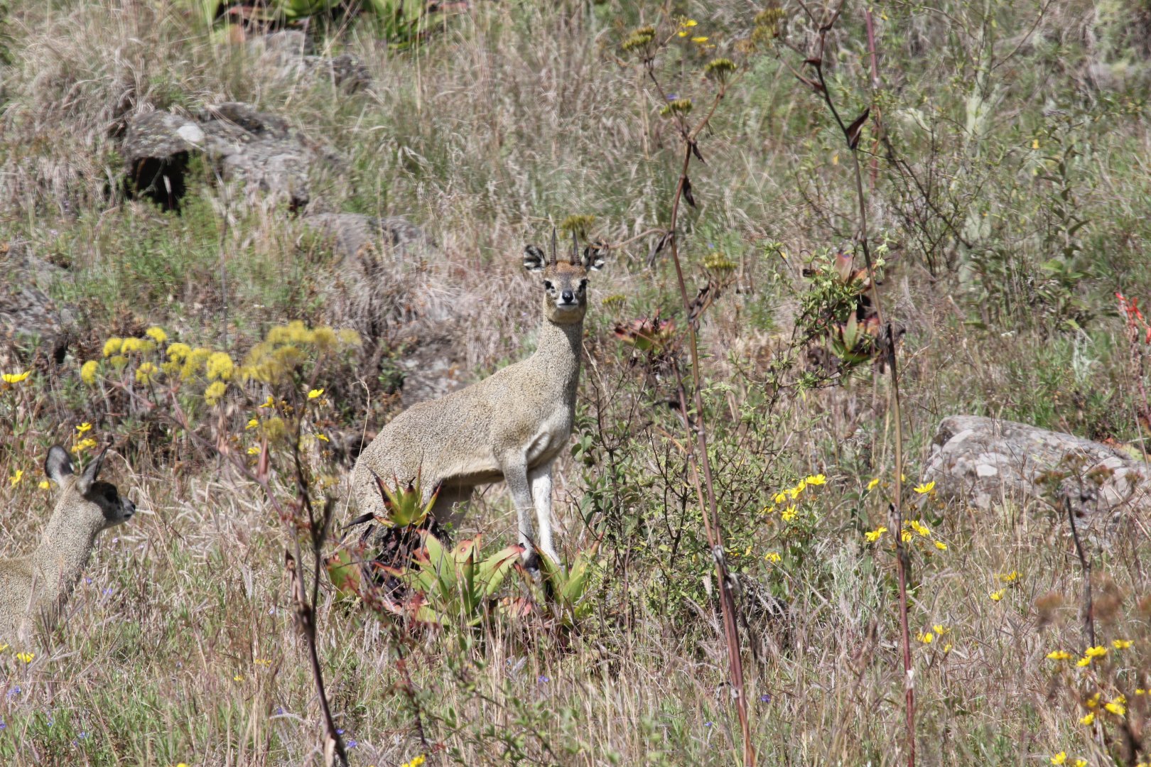 Ethiopian Klipspringer (Oreotragus saltatrixoides)