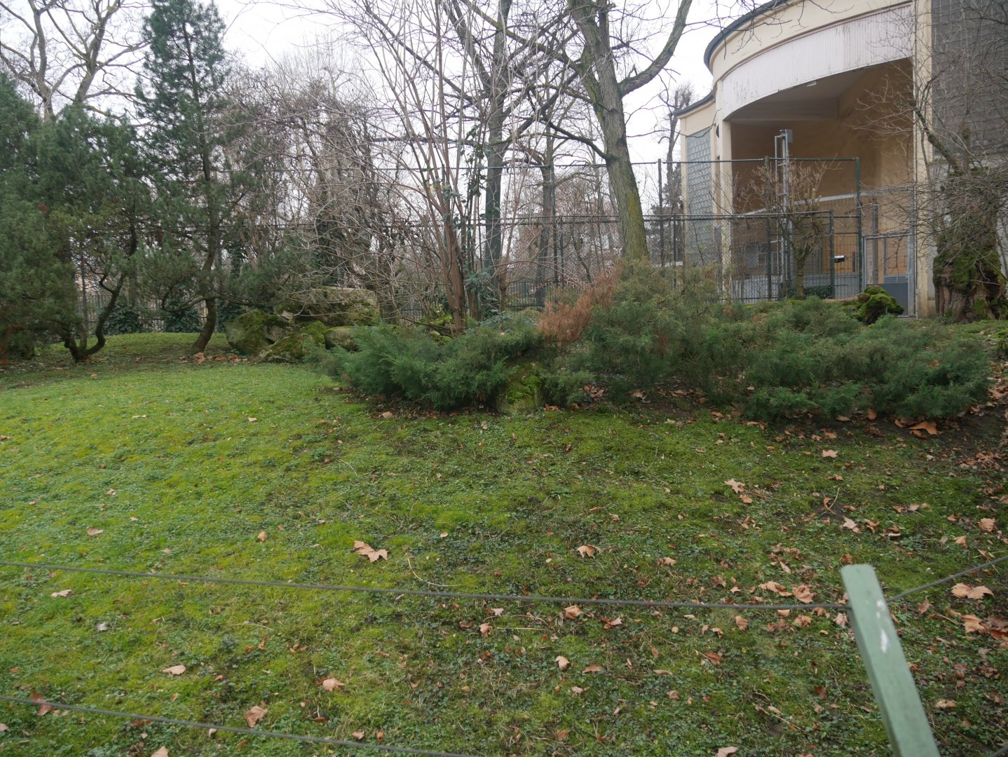 Ethiopian klipspringer outdoor enclosure (January 2019)