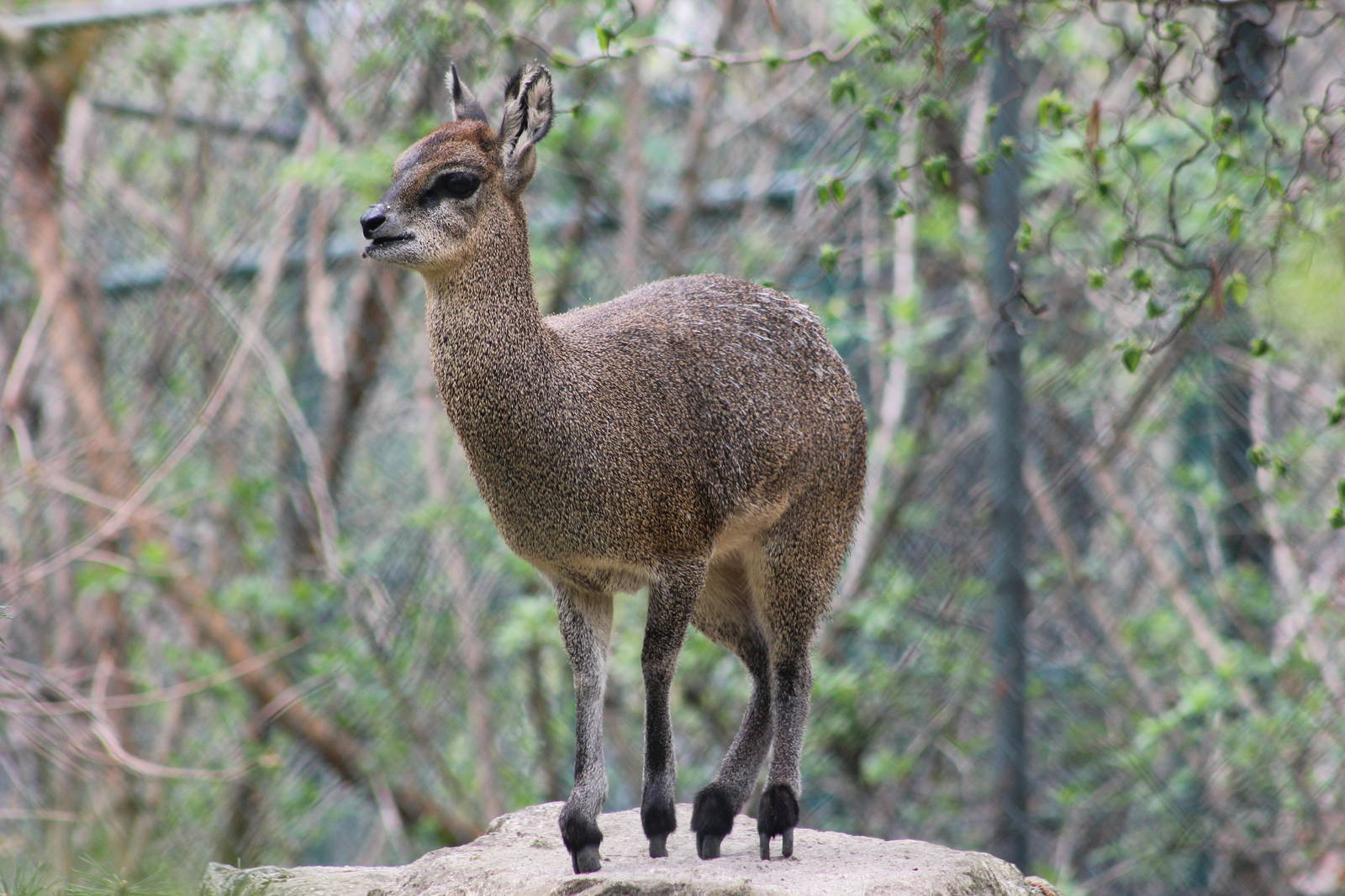 Ethiopian klipspringer