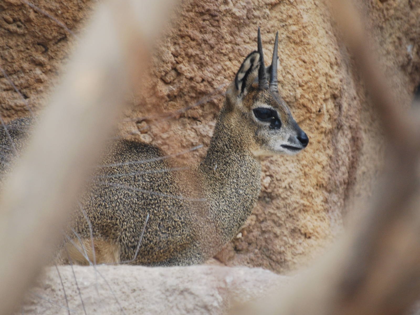Ethiopian klipspringer