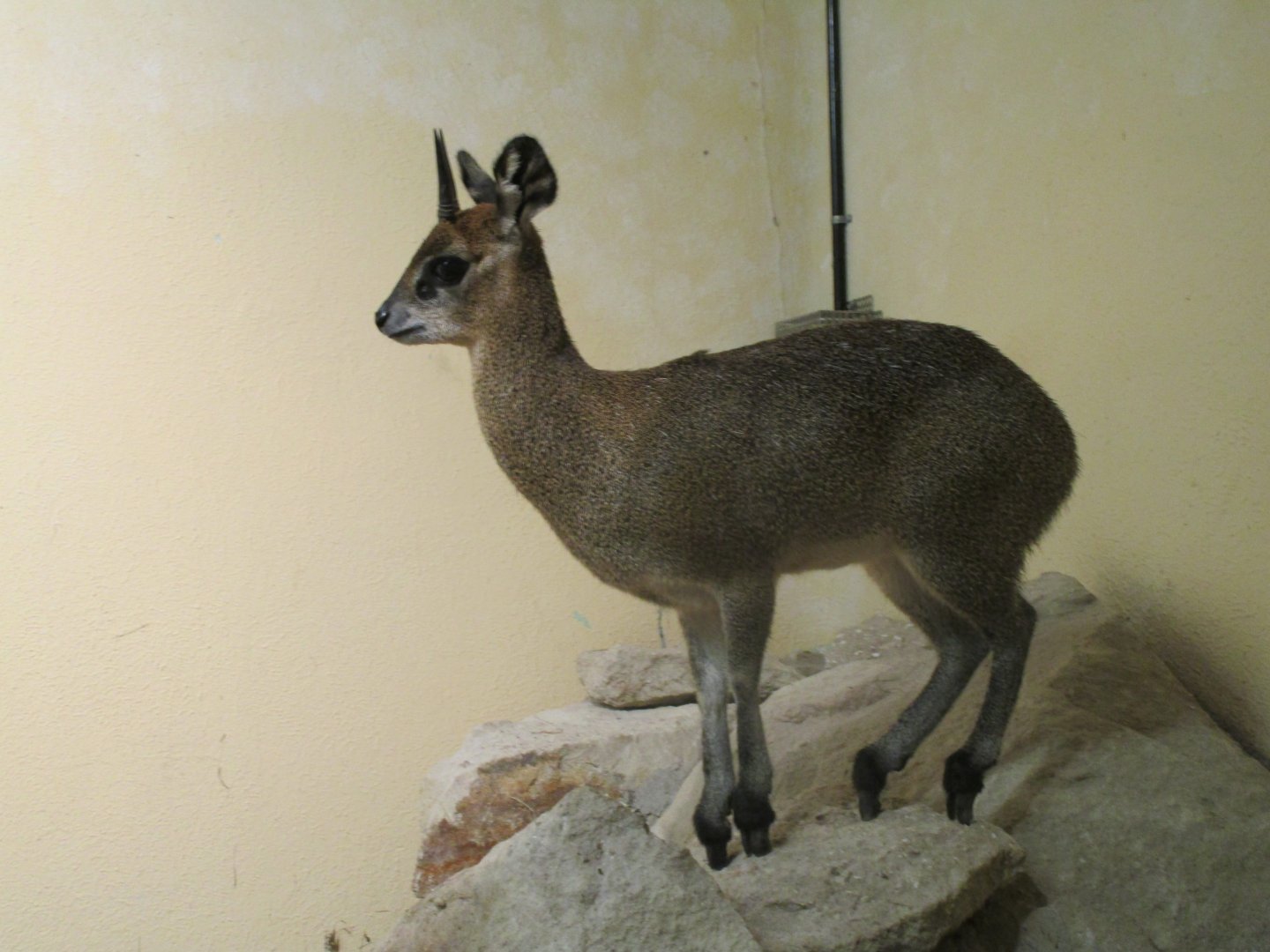 Ethiopian Klipspringer