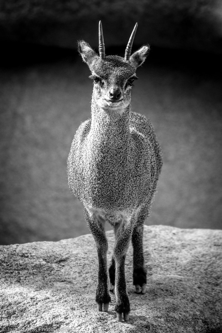 Ethiopian klipspringer