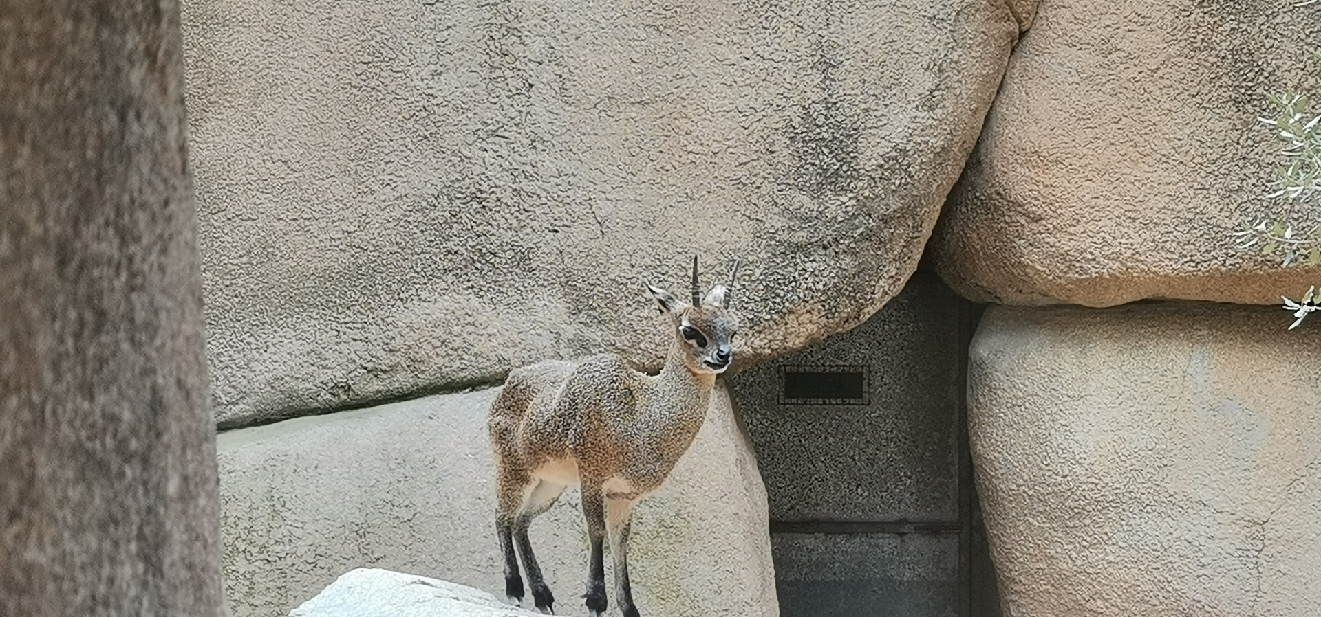 Ethiopian Klipspringer