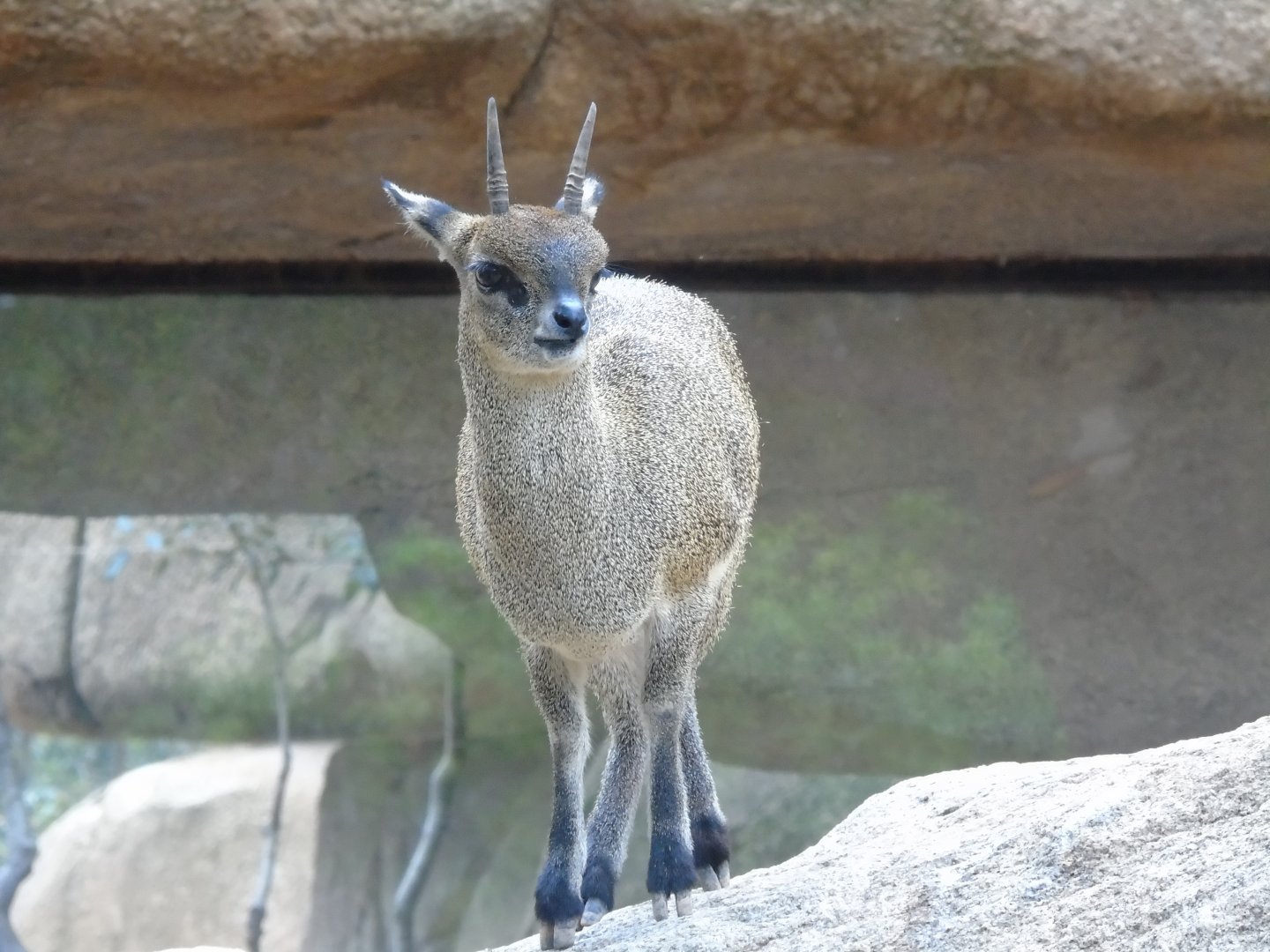 Ethiopian klipspringer