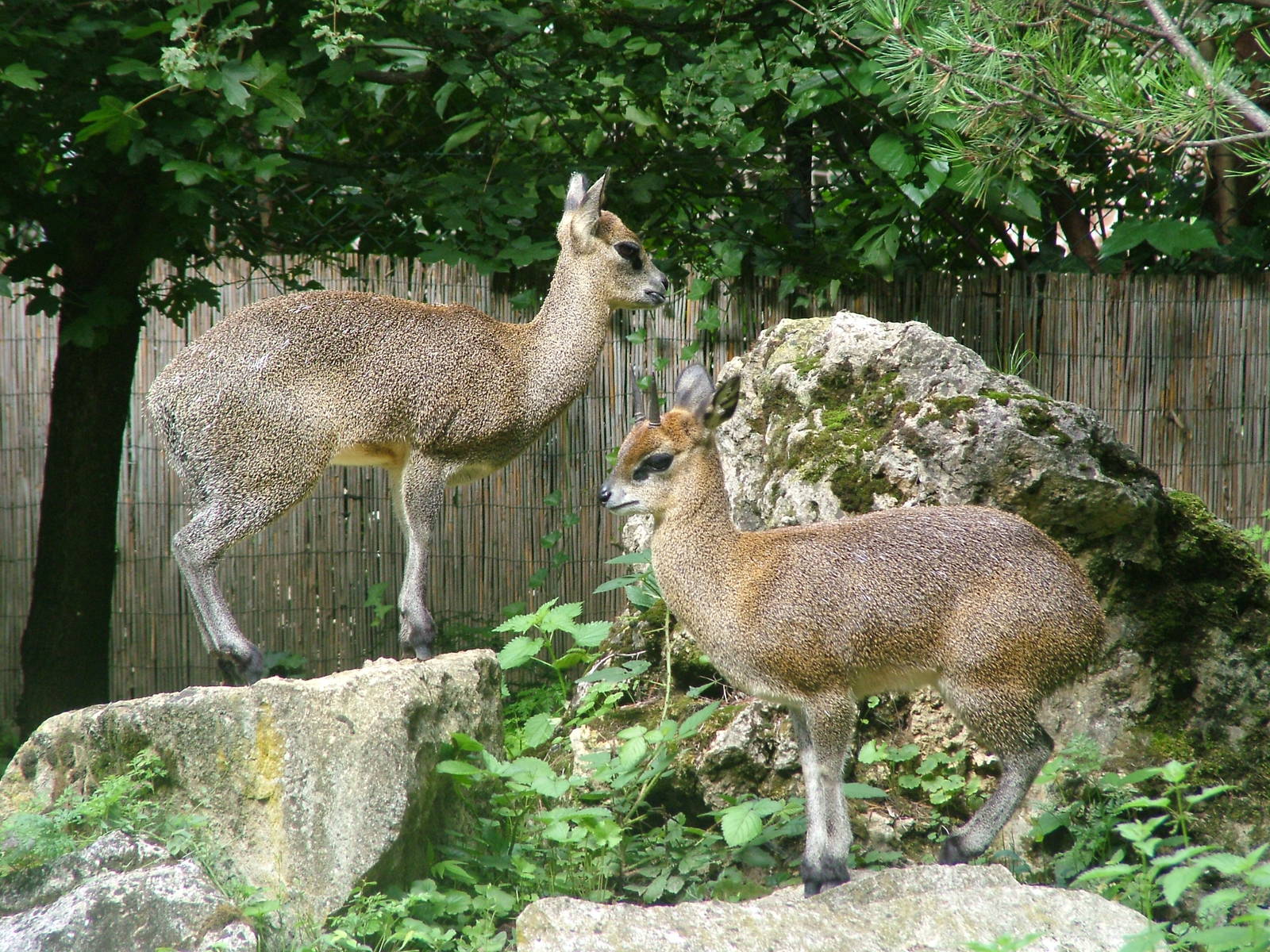 Ethiopian Klipspringers at Frankfurt 31/08/10