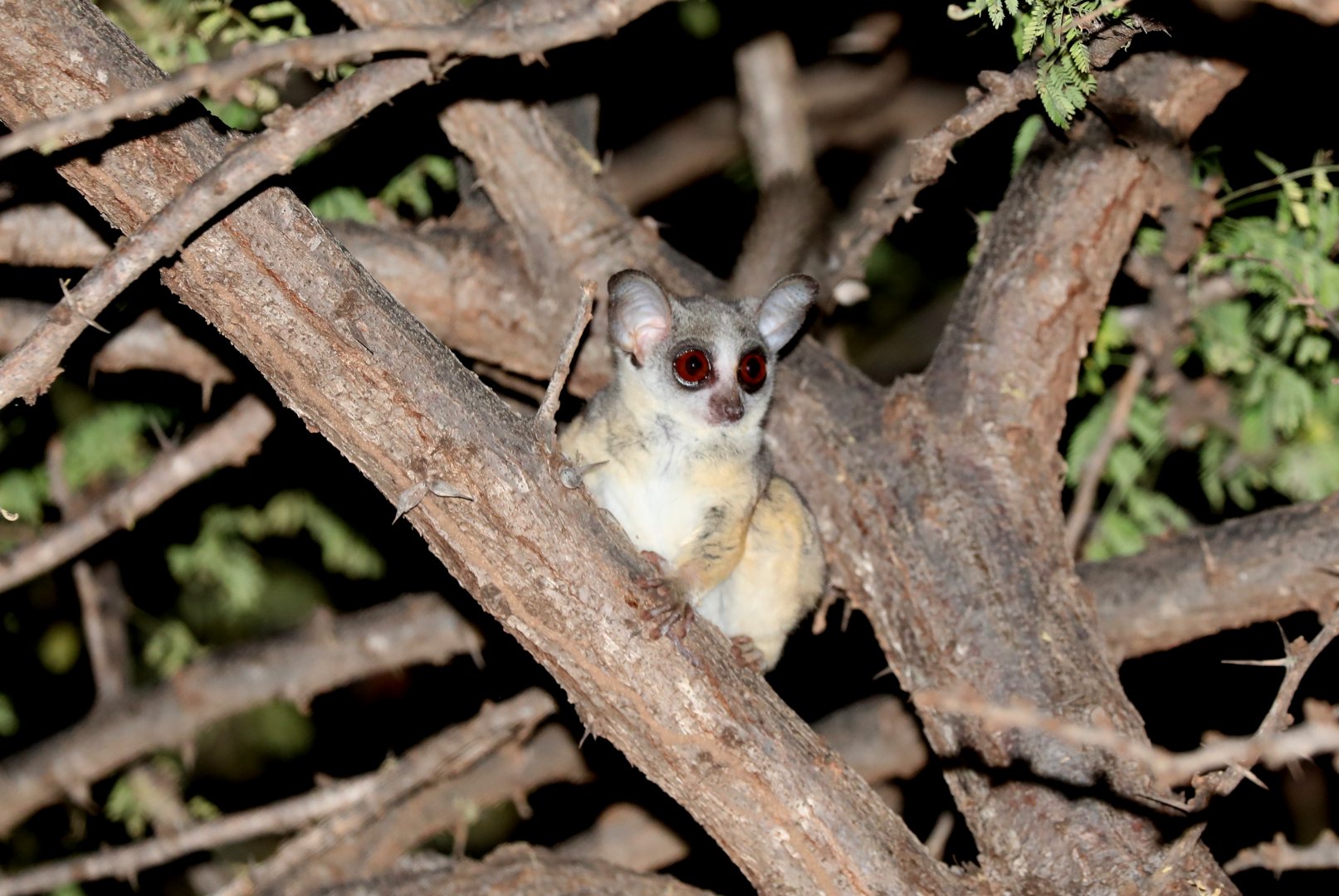 Ethiopian Lesser Galago (Galago senegalensis dunni)