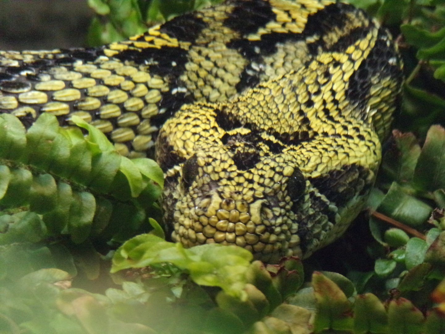 Ethiopian mountain adder 11.2.25