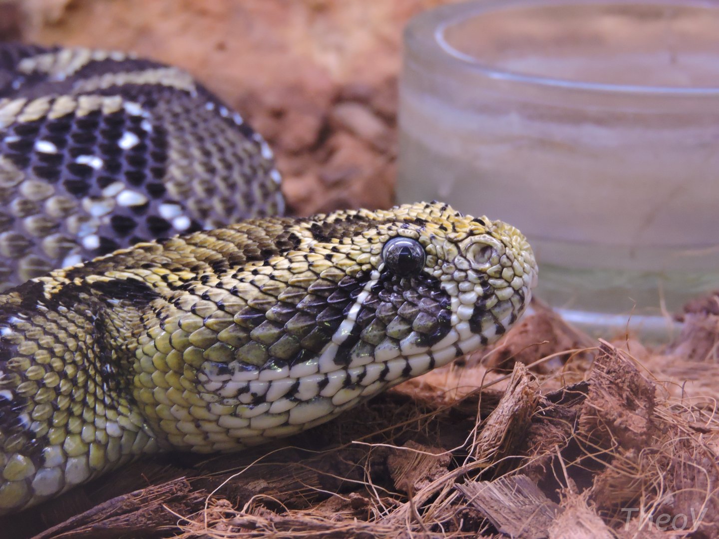 Ethiopian mountain adder [2015]