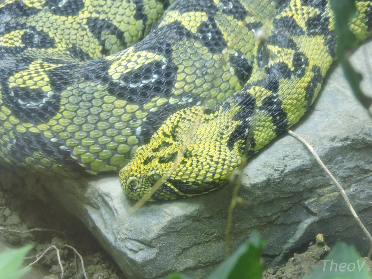 Ethiopian mountain adder [2015]