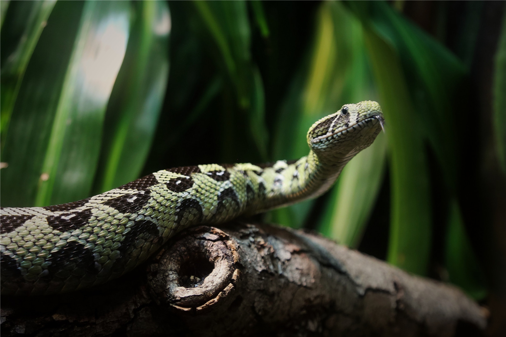 Ethiopian mountain adder (Bitis parviocula)