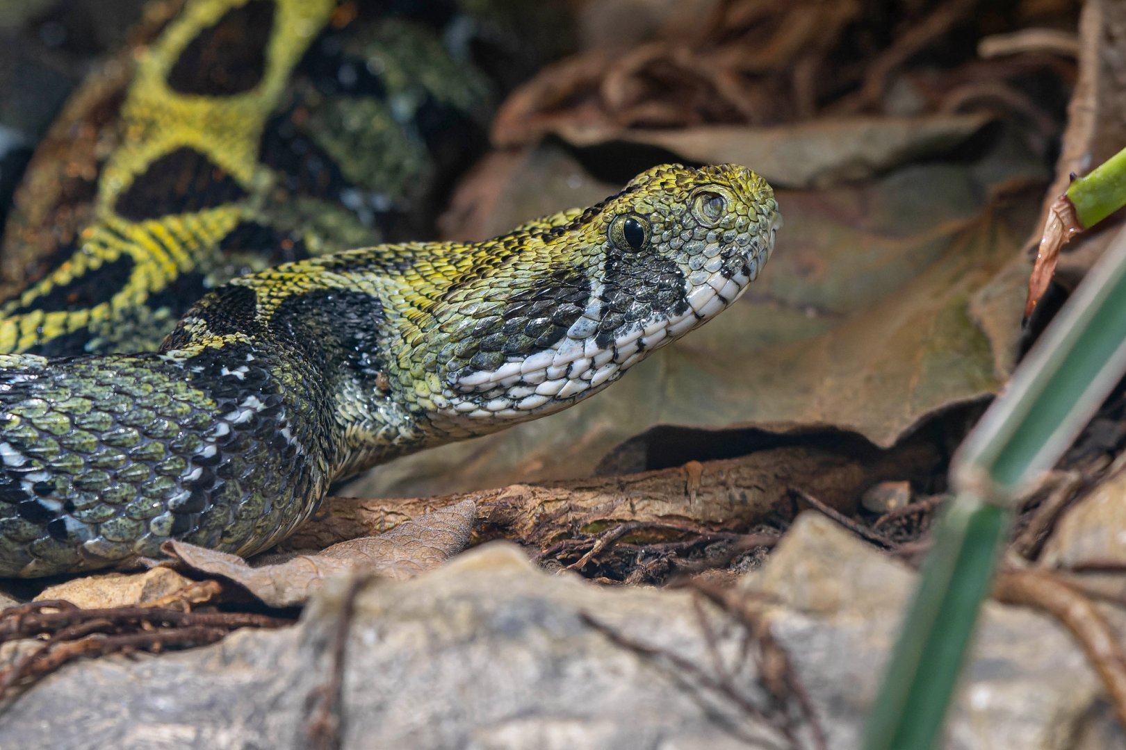 Ethiopian mountain adder (Bitis parviocula)