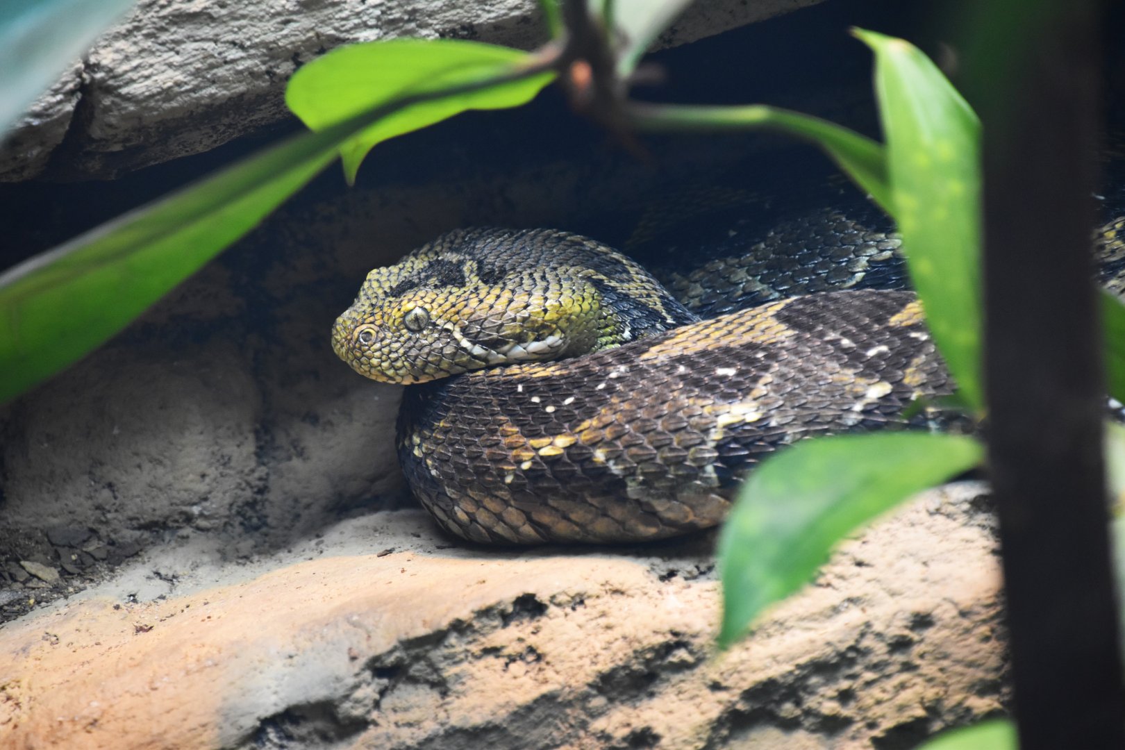 Ethiopian mountain adder, Bitis parviocula