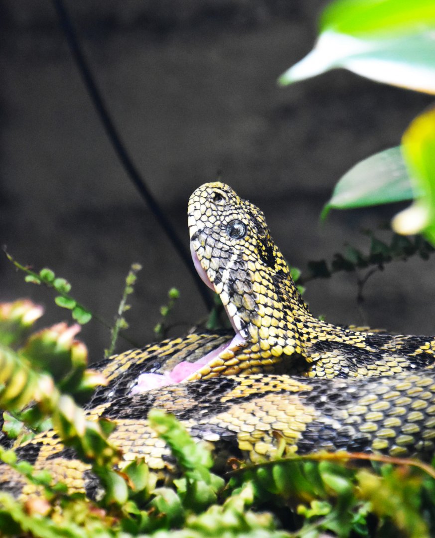 Ethiopian mountain adder, Bitis parviocula