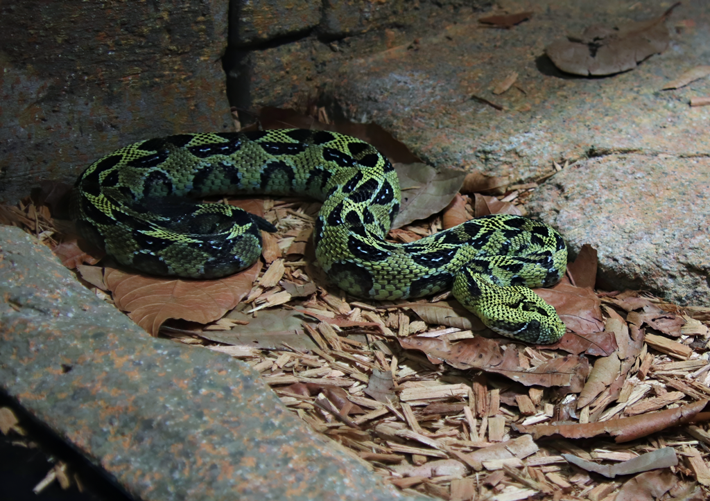 Ethiopian mountain adder (Bitis parviocula)