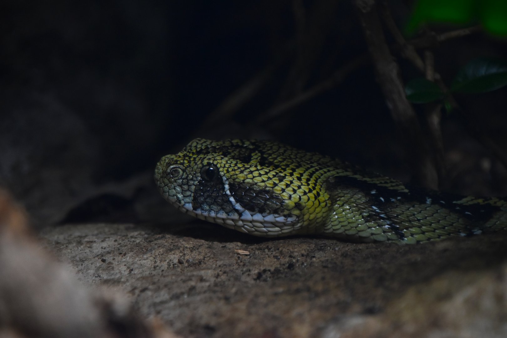 Ethiopian mountain adder, Bitis parviocula