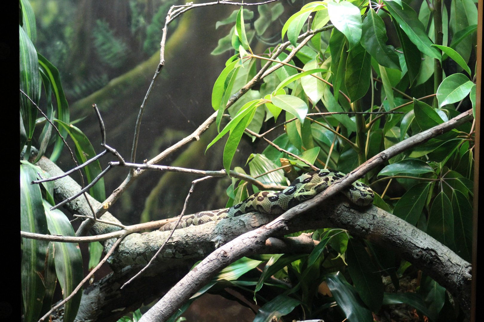 Ethiopian Mountain Adder Enclosure