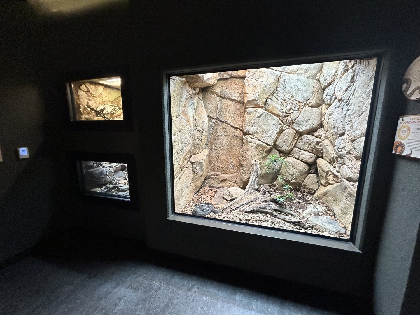 Ethiopian Mountain Adder Exhibit - ARC