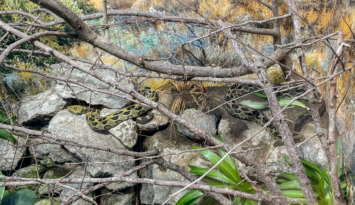 Ethiopian mountain adder (exhibit) : Chester Zoo : 06 Sep 2025