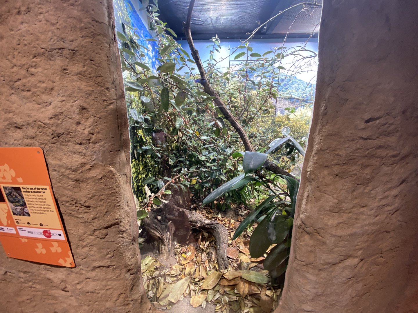 Ethiopian mountain adder exhibit