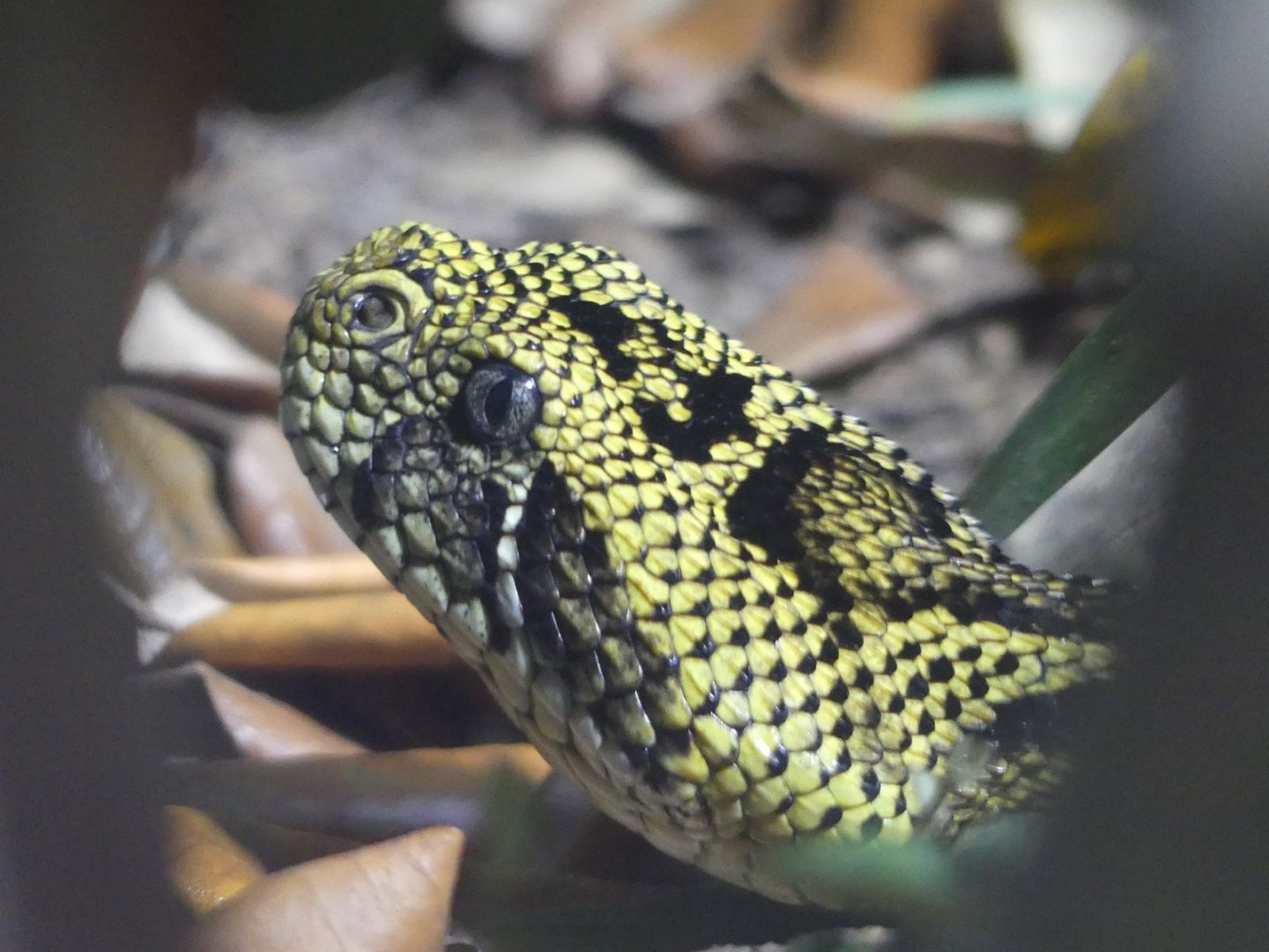 Ethiopian Mountain Adder - Heart of Africa - 02.04.25
