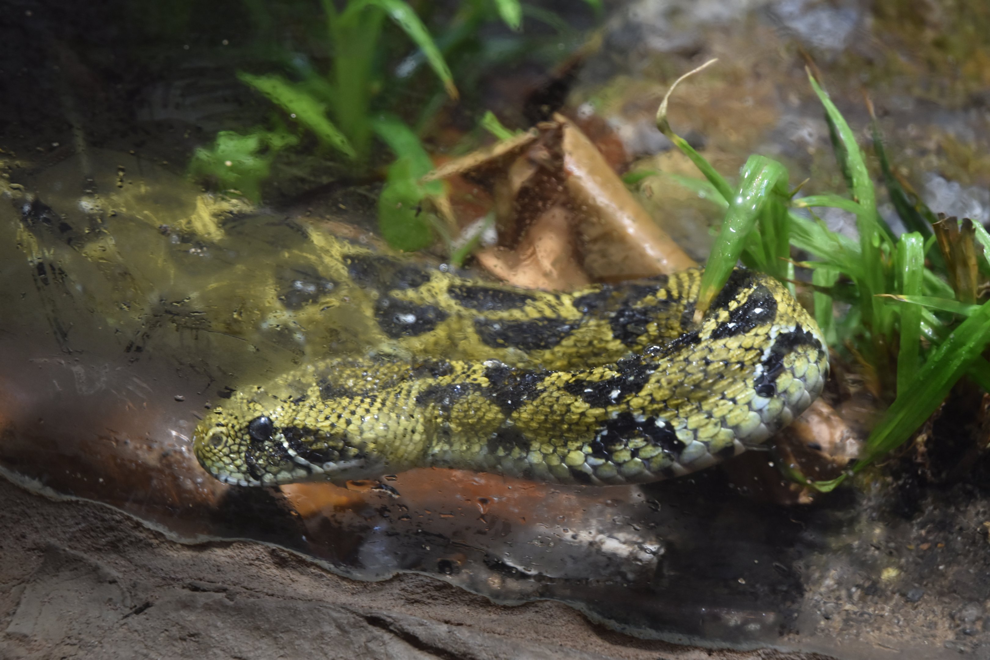 Ethiopian Mountain Adder in Hidden Savannah, Heart of Africa at Chester, 12th April 2025