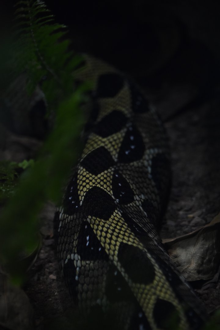 Ethiopian mountain adder patterning, Bitis parviocula