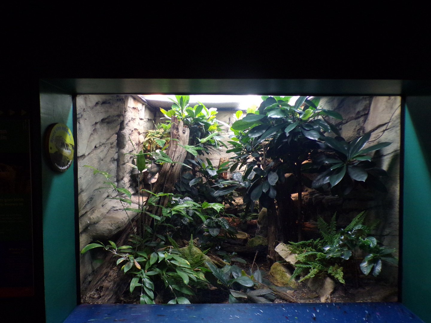 Ethiopian mountain adder terrarium 11.2.25