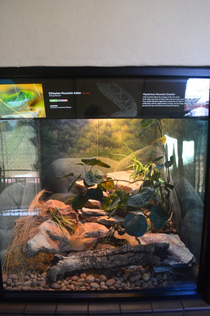 Ethiopian Mountain Adder Terrarium