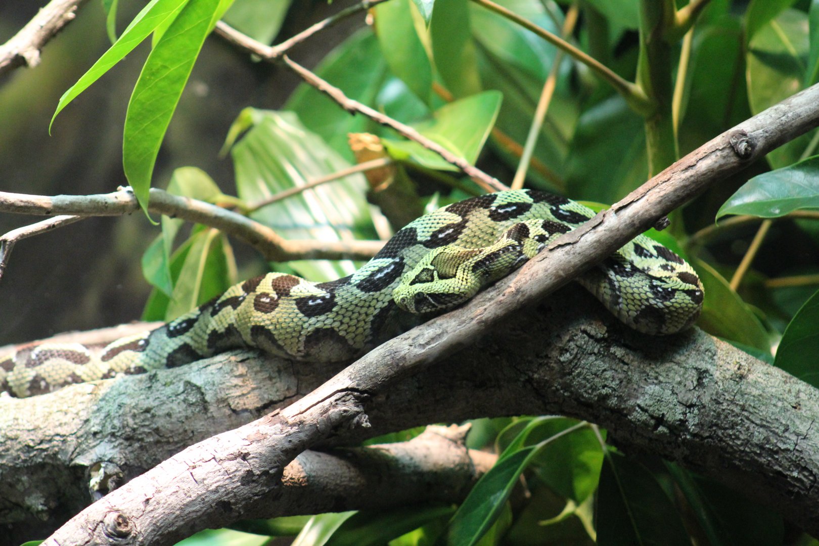 Ethiopian Mountain Adder