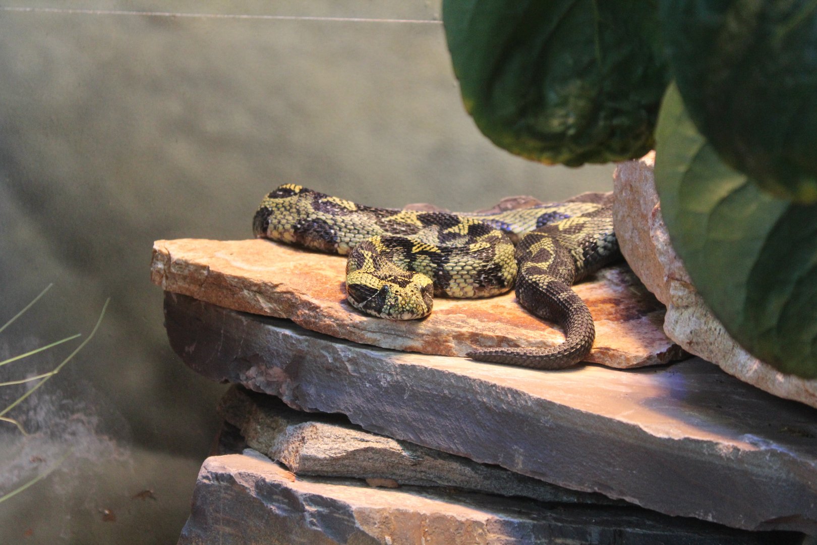 Ethiopian Mountain Adder