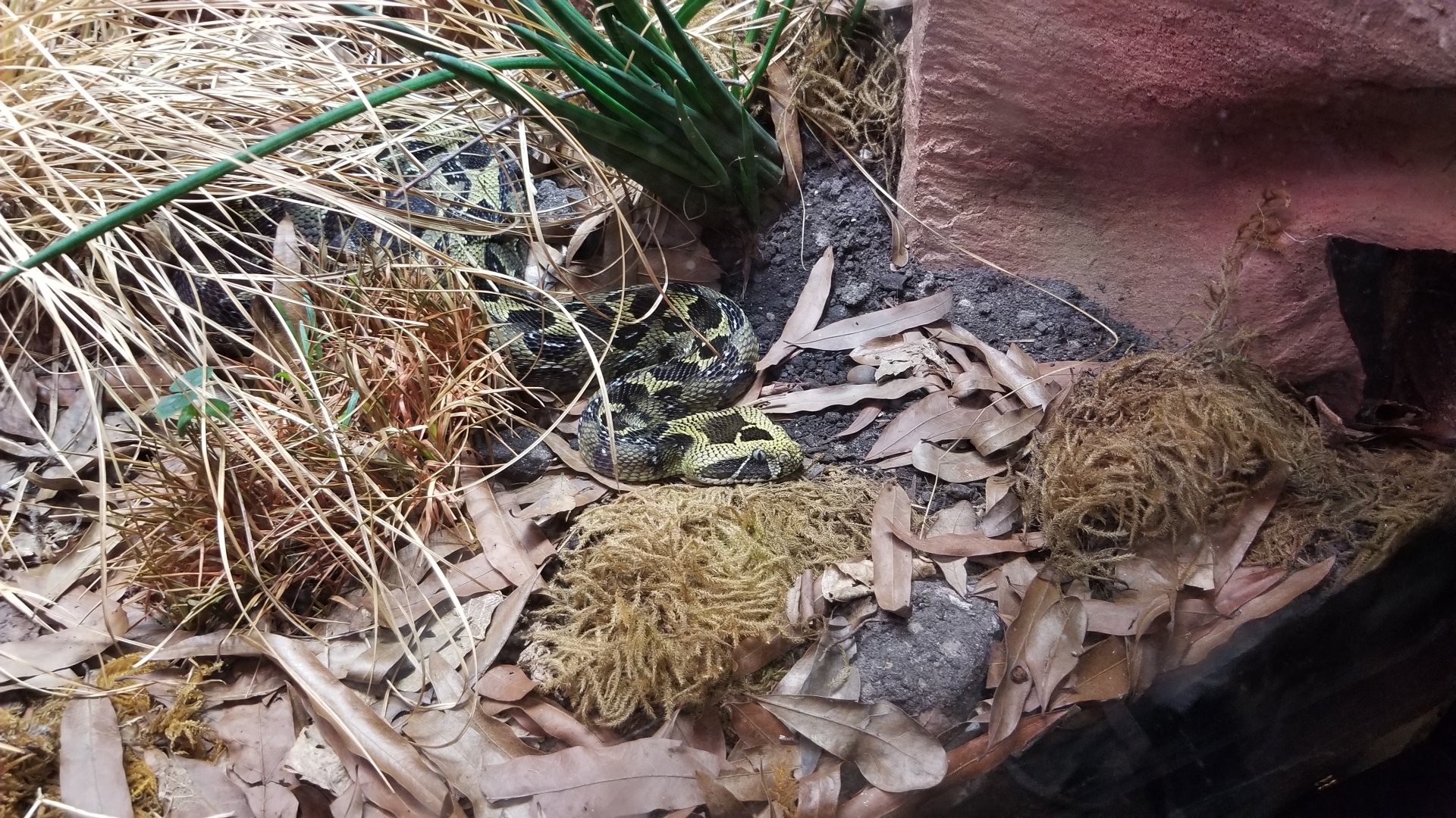 Ethiopian Mountain Adder