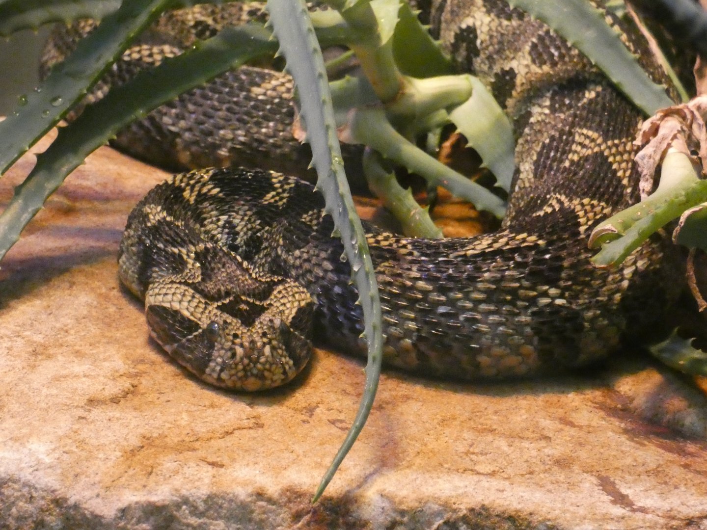 Ethiopian Mountain Adder