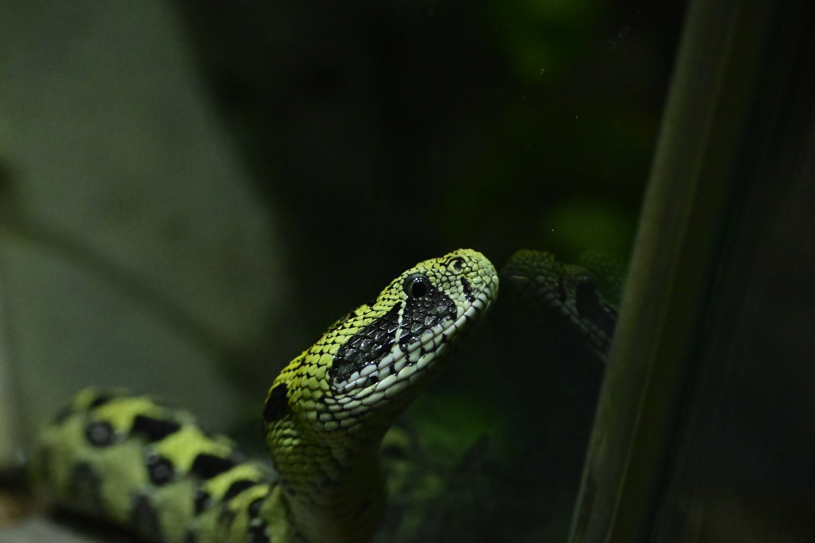 Ethiopian Mountain Adder