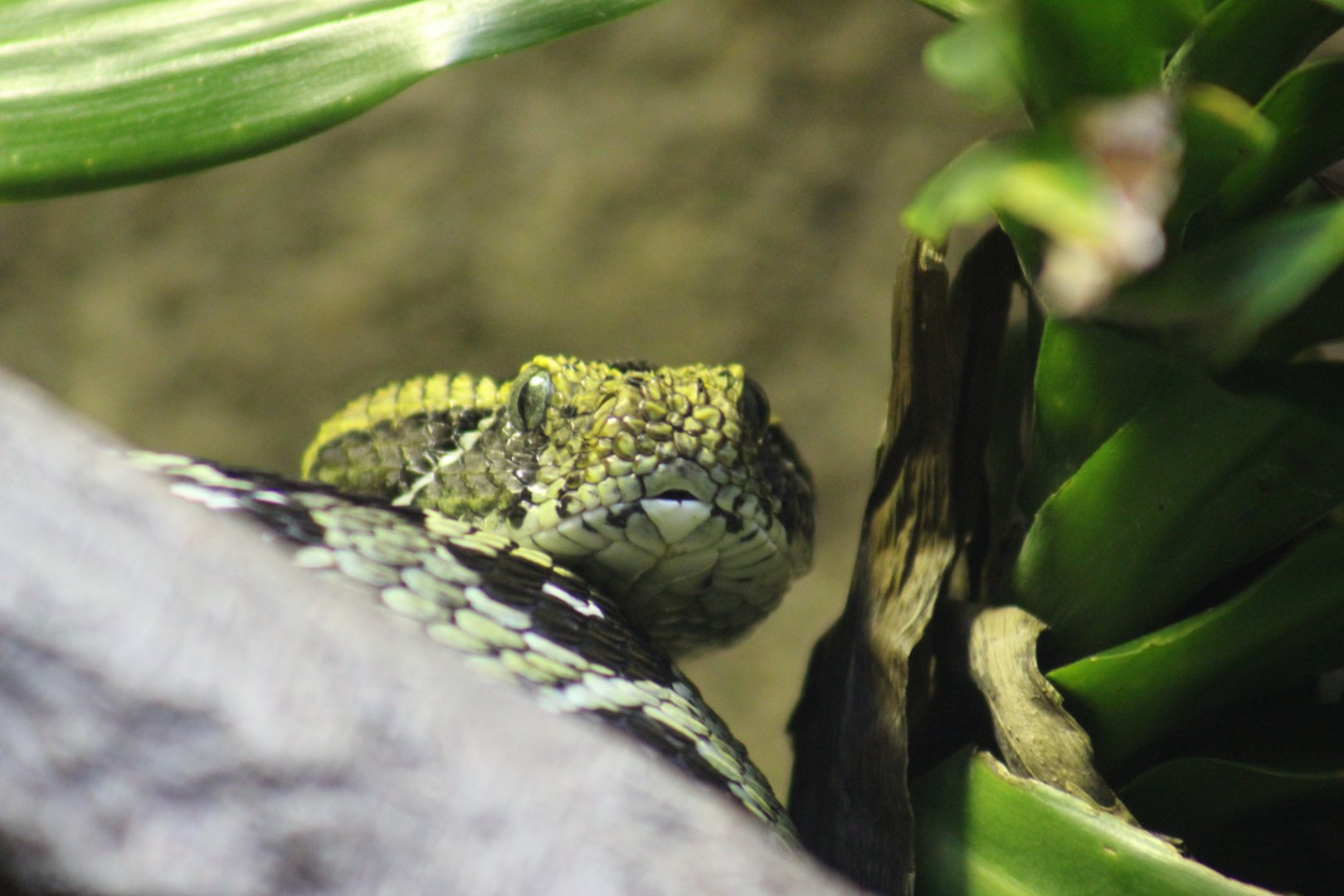 Ethiopian Mountain Adder