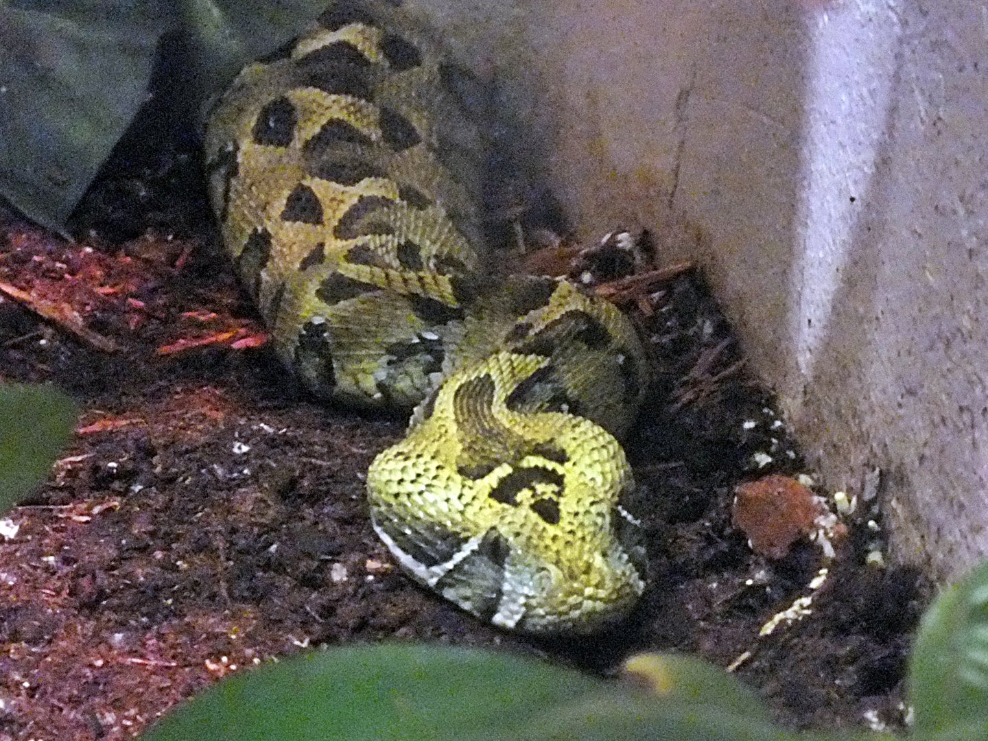 Ethiopian mountain adder